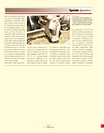 L'allevatore magazine - Sansa d’oliva denocciolata, perfetta per i ruminanti 
