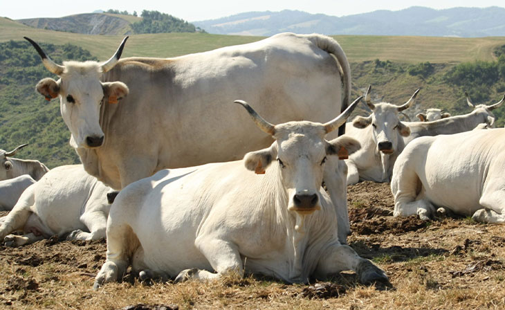 Bovini da carne. Idee per tornare a vincere 